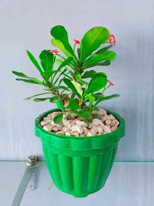 Pack of 4 Stylish Planters with Flowering Plants