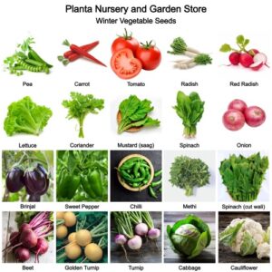 Pack of 20 Winter Vegetable Seeds