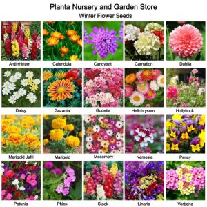 Pack of 20 Winter Flower Seeds