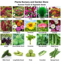 Pack of 20 Summer Flower and Vegetable Seeds