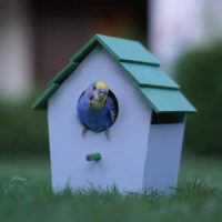 Bird House (PVC)