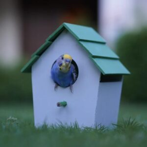 Bird House (PVC)