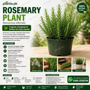 Rosemary Plant