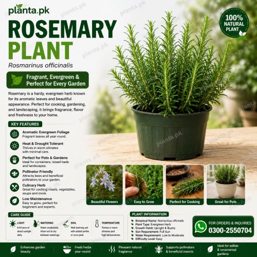 Rosemary Plant